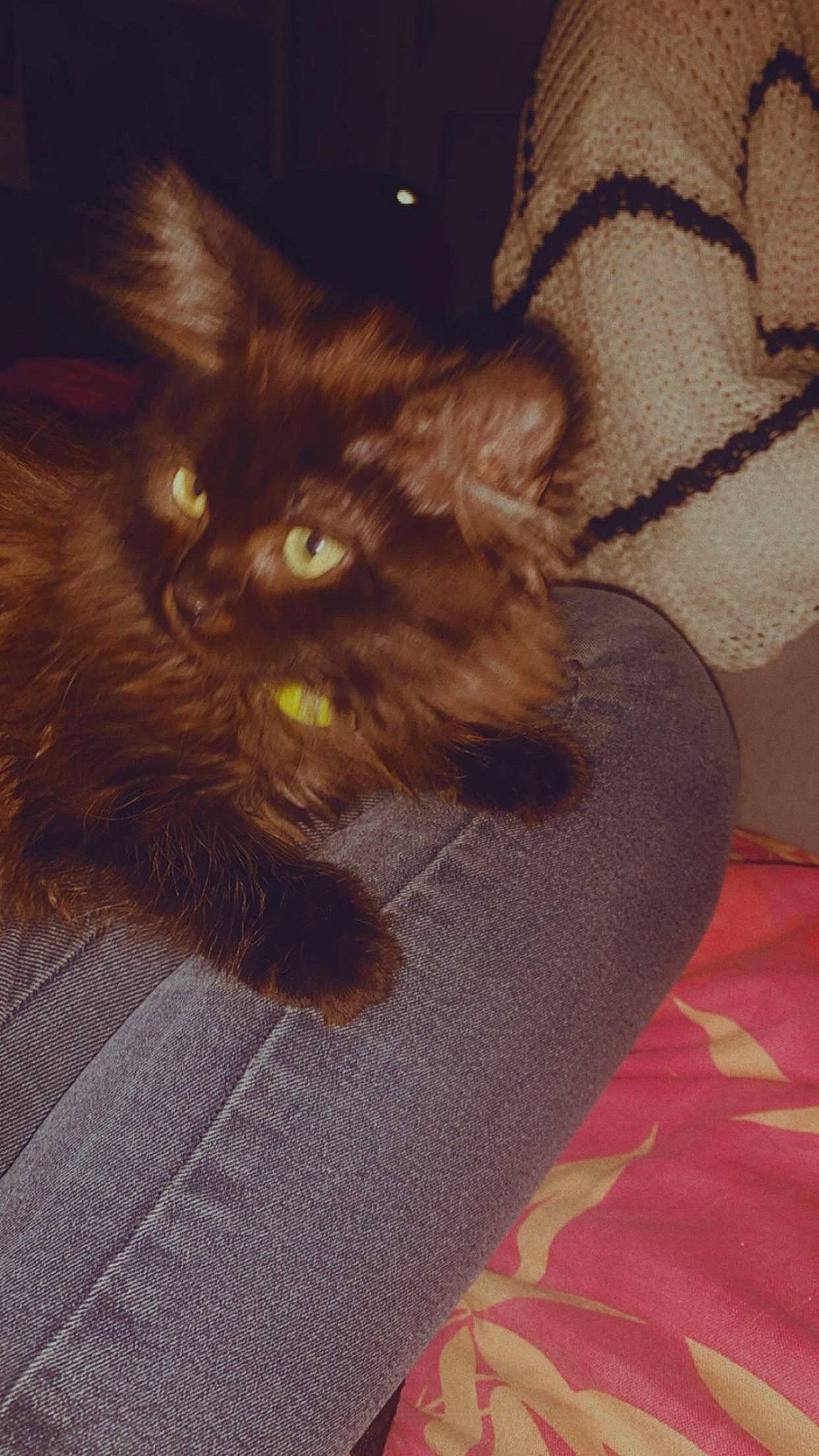 Lila a rejoint le concours — aidez-le/la à gagner de superbes lots ! black_cat, carnivore, carpet, cat, claw, comfort, domestic_short_haired_cat, fawn, felidae, flooring, fur, hardwood, liver, pattern, paw, small_to_medium_sized_cats, tail, terrestrial_animal, whiskers, wood