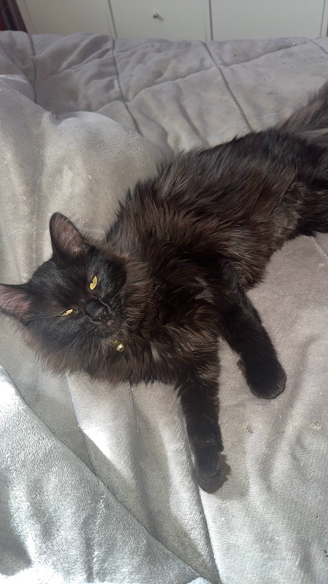 Lila a rejoint le concours — aidez-le/la à gagner de superbes lots ! black_cat, bombay, carnivore, cat, claw, comfort, domestic_short_haired_cat, eye, felidae, fur, paw, plant, small_to_medium_sized_cats, snout, tail, terrestrial_animal, vertebrate, whiskers