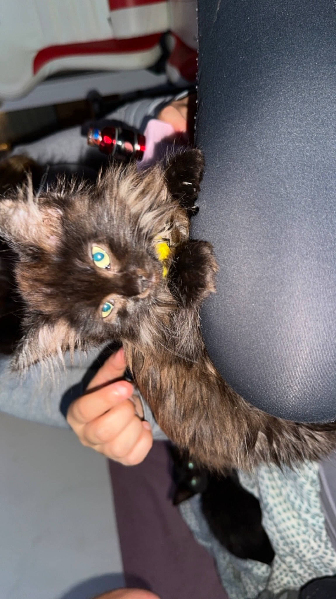 Lila a rejoint le concours — aidez-le/la à gagner de superbes lots ! canidae, carnivore, cat, claw, companion_dog, dog_breed, fawn, felidae, fur, paw, small_to_medium_sized_cats, snout, tail, whiskers