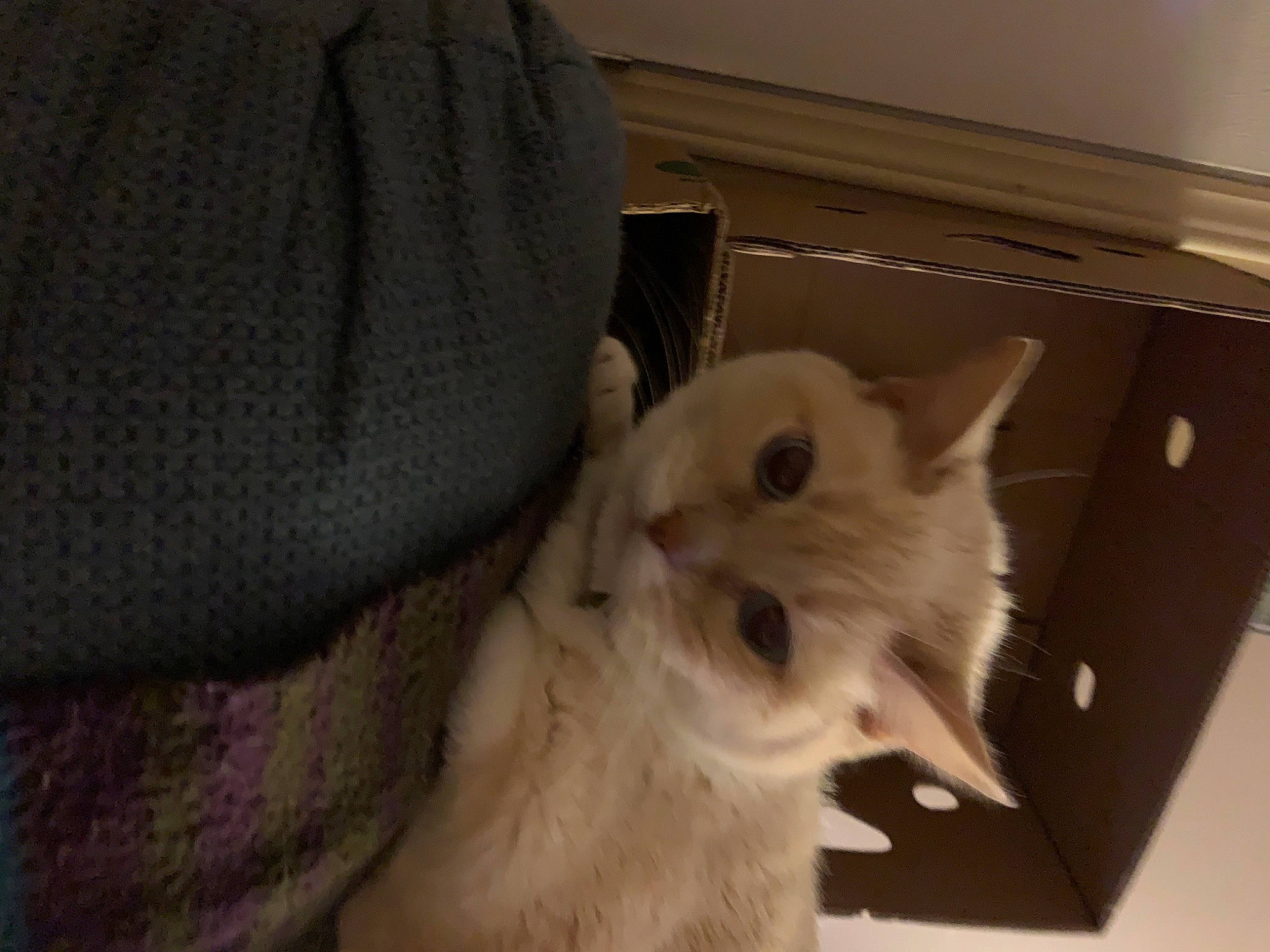 Gypsie is registered to the contest to win money with this photo: canidae, carnivore, cat, comfort, companion_dog, dog_breed, felidae, fur, non_sporting_group, small_to_medium_sized_cats, snout, sporting_group, tail, whiskers