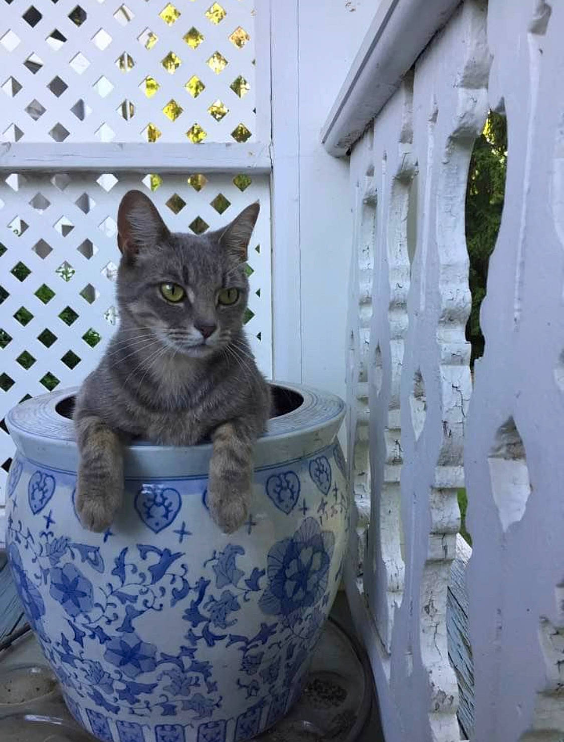 Lemmy joined the competition — help win amazing prizes! art, black_cat, blue, carnivore, cat, dishware, domestic_short_haired_cat, electric_blue, felidae, grey, pattern, porcelain, russian_blue, serveware, small_to_medium_sized_cats, snout, stairs, tail, whiskers, window