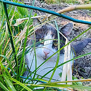 Bandit participe au concours pour gagner de l'argent avec cette photo : cat, grass, greenery, outdoor, nature, animal, pet, curious, whiskers, ears, eyes, plants, garden, feline, closeup, daylight, wild, fur, muzzle, ground
