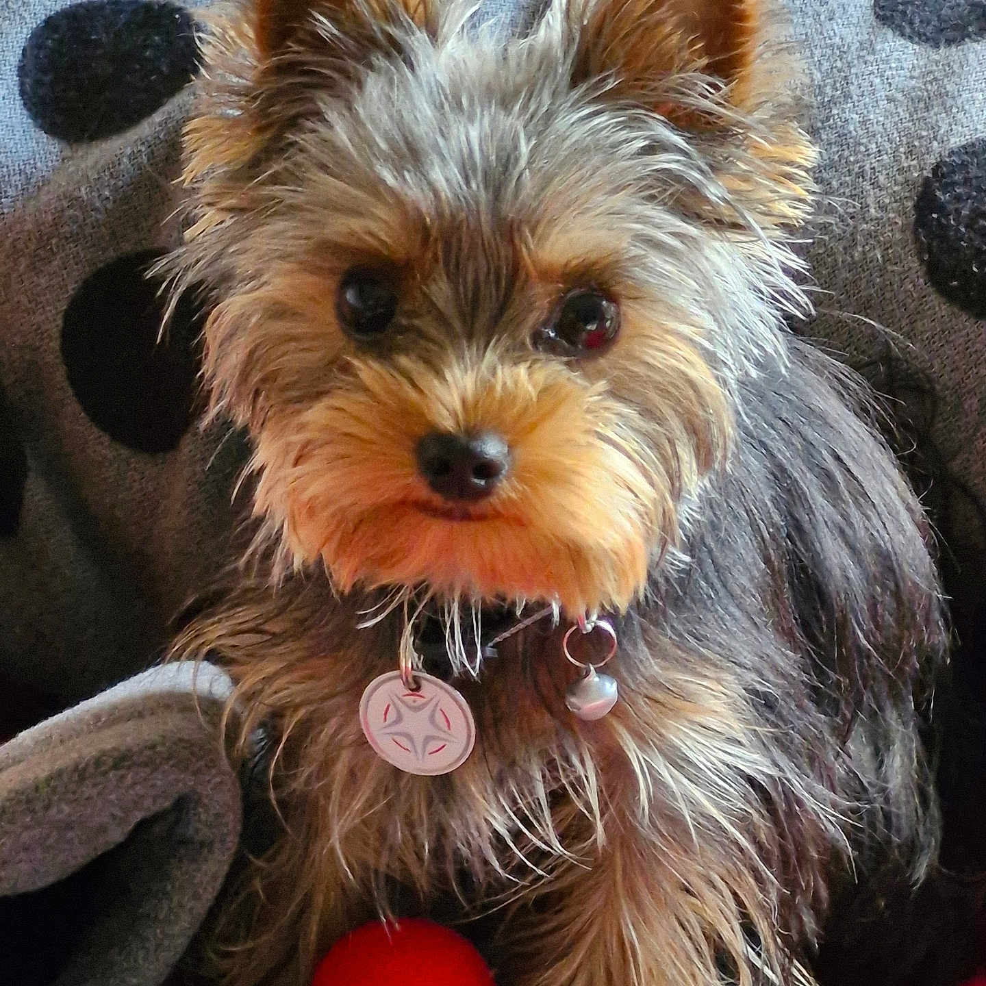 Utys a rejoint le concours — aidez-le/la à gagner de superbes lots ! affenpinscher, animal, ball, canine, couch, cushion, dog, face, football, furniture, homedecor, pet, puppy, soccer, soccerball, sport, tennis, tennisball, terrier, whitedog