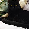 black_cat, cat, pet, indoor, couch, cushion, yellow_eyes, relaxed, fur, animal, home, comfort, resting, domestic_cat, closeup, laying_down, feline, soft_fabric, living_room, snapshot