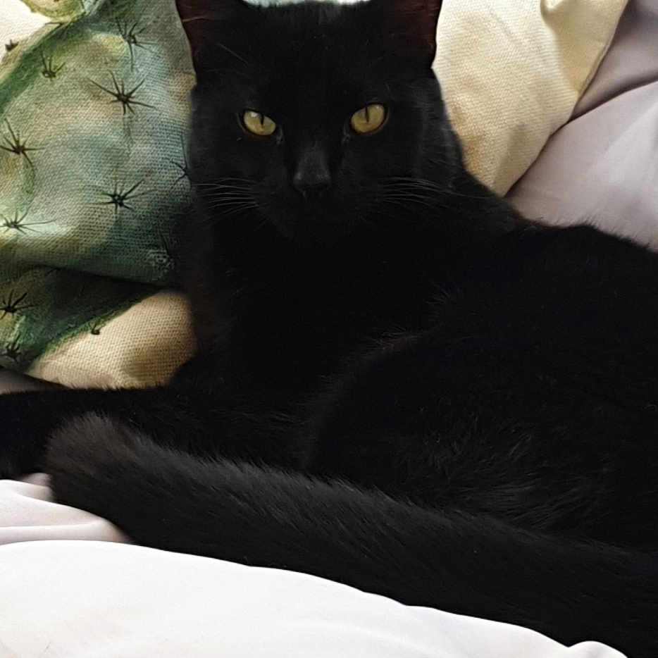 Bingx participe au concours pour gagner de l'argent avec cette photo : black_cat, cat, pet, indoor, couch, cushion, yellow_eyes, relaxed, fur, animal, home, comfort, resting, domestic_cat, closeup, laying_down, feline, soft_fabric, living_room, snapshot