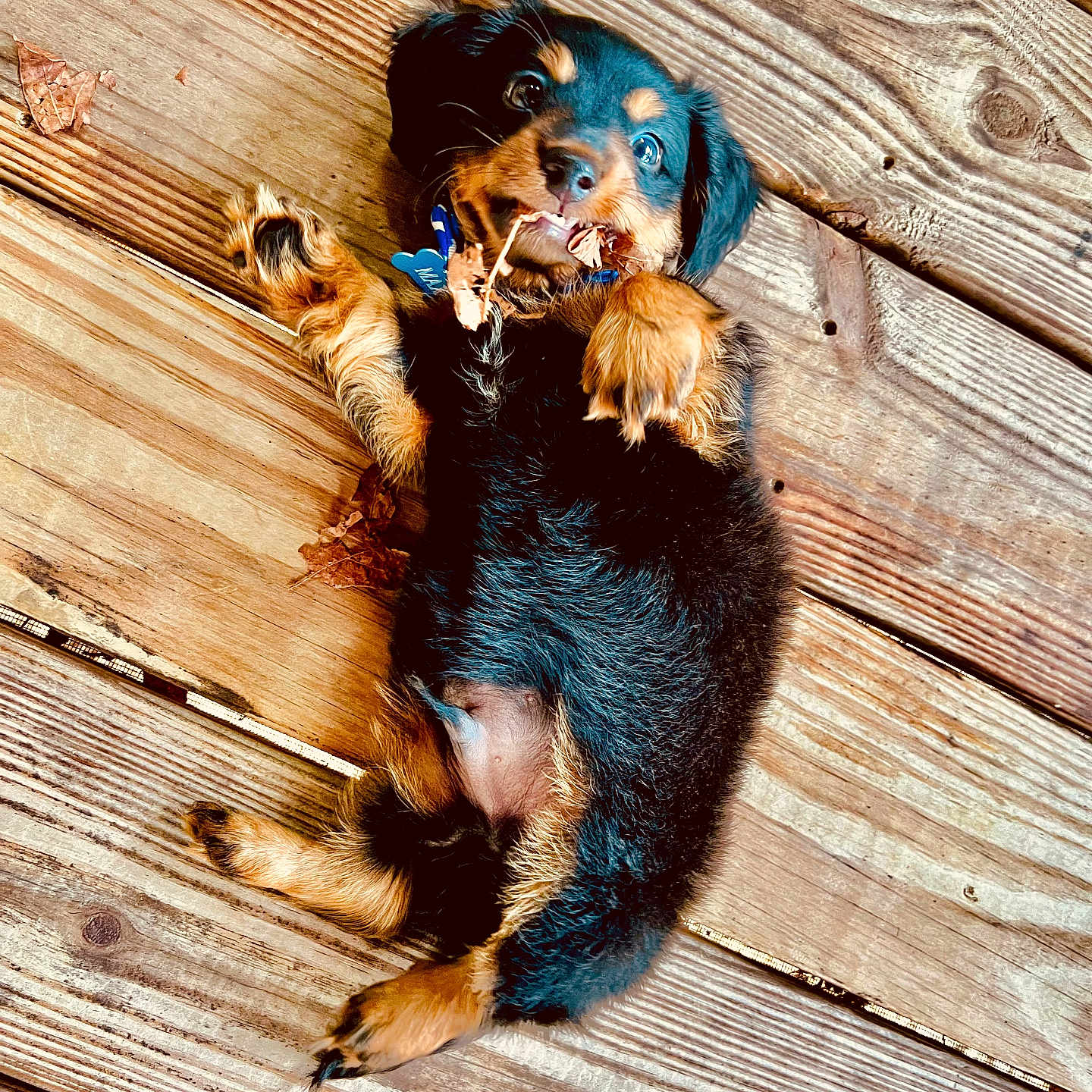Max joined the competition — help win amazing prizes! airedale, animal, architecture, building, canine, cockerspaniel, deck, dog, hardwood, hound, house, housing, lumber, papillon, pet, plywood, porch, puppy, terrier, wood