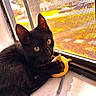Cosmo joined the competition — help win amazing prizes! cat, black_cat, pet, animal, feline, kitten, golden_eyes, whiskers, ears, fur, sitting, lying_down, plush_toy, toy, window, windowsill, sunlight, indoor, backlight, portrait