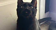 Cosmo is registered to the contest to win money with this photo: cat, black_cat, pet, animal, feline, sitting, portrait, closeup, whiskers, ears, eyes, tongue, indoors, doorway, home, floor, curious, alert, fur, household_pet