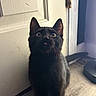 cat, black_cat, pet, animal, feline, sitting, portrait, closeup, whiskers, ears, eyes, tongue, indoors, doorway, home, floor, curious, alert, fur, household_pet