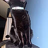 Cosmo is registered to the contest to win money with this photo: cat, black_cat, yawning, open_mouth, indoors, pet, collar, tag, perch, cat_tree, sitting, furry, black_fur, whiskers, ears, paws, blue_wall, doorway, closeup, funny