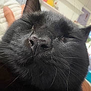 Cosmo is registered to the contest to win money with this photo: cat, black_cat, feline, pet, animal, close_up, portrait, fluffy, fur, whiskers, ears, nose, eyes, sleepy, relaxed, indoor, home, couch, cozy, photography