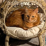 Maui joined the competition — help win amazing prizes! cat, ginger_cat, orange_fur, feline, pet, animal, sitting, lounging, wicker_chair, basket_chair, cushion, indoor, home, stone_floor, stone_wall, portrait, looking_at_camera, whiskers, green_eyes, cozy