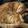 Maui joined the competition — help win amazing prizes! cat, orange_tabby, sleeping, curled_up, grooming, paws, pink_paw_pads, fur, whiskers, ears, tail, cozy, blanket, indoors, pet, relaxed, resting, fluffy, close_up, cuddly