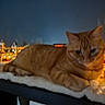 Maui joined the competition — help win amazing prizes! cat, orange_tabby, feline, pet, animal, snow, winter, night, outdoor, rooftop, village, buildings, lights, cityscape, lying_down, whiskers, ears, fur, portrait, cozy