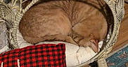 Maui joined the competition — help win amazing prizes! cats, two_cats, sleeping, curled_up, pets, feline, basket, wicker, holiday, christmas, evergreen, red_berries, pinecones, reindeer, pillow, cozy, indoor, rug, festive_decor, relaxing