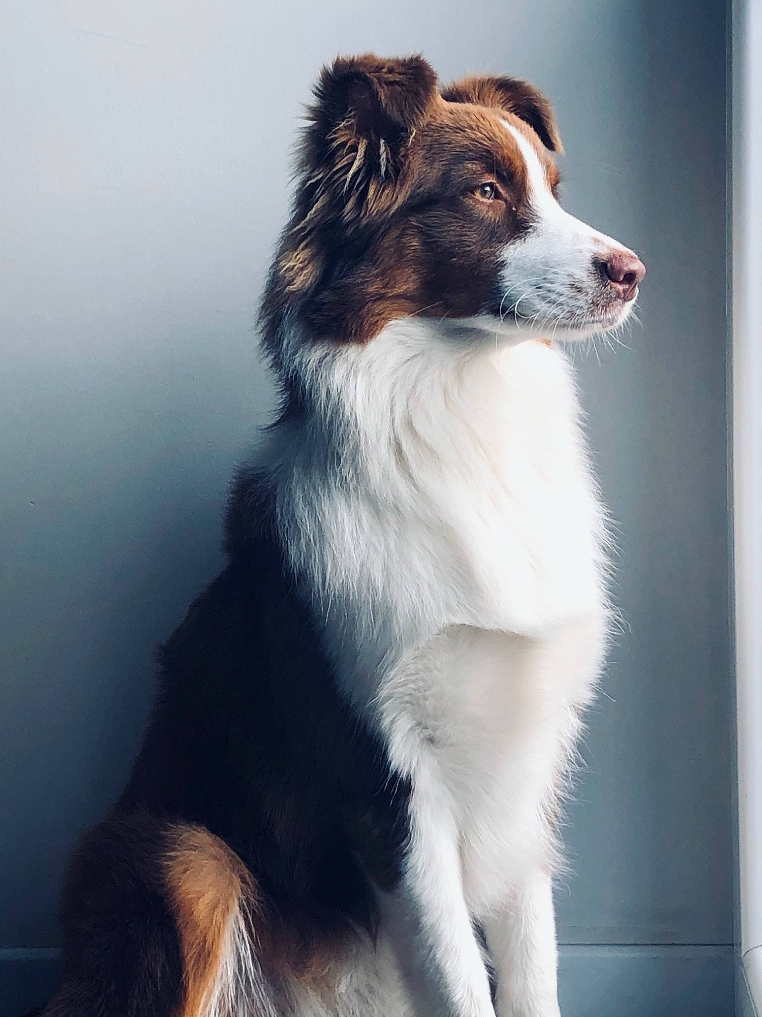 Raika a rejoint le concours — aidez-le/la à gagner de superbes lots ! australian_shepherd, border_collie, canidae, carnivore, collar, companion_dog, dog, dog_breed, fur, herding_dog, snout, sporting_group, stairs, tail, terrestrial_animal, whiskers, working_animal, working_dog