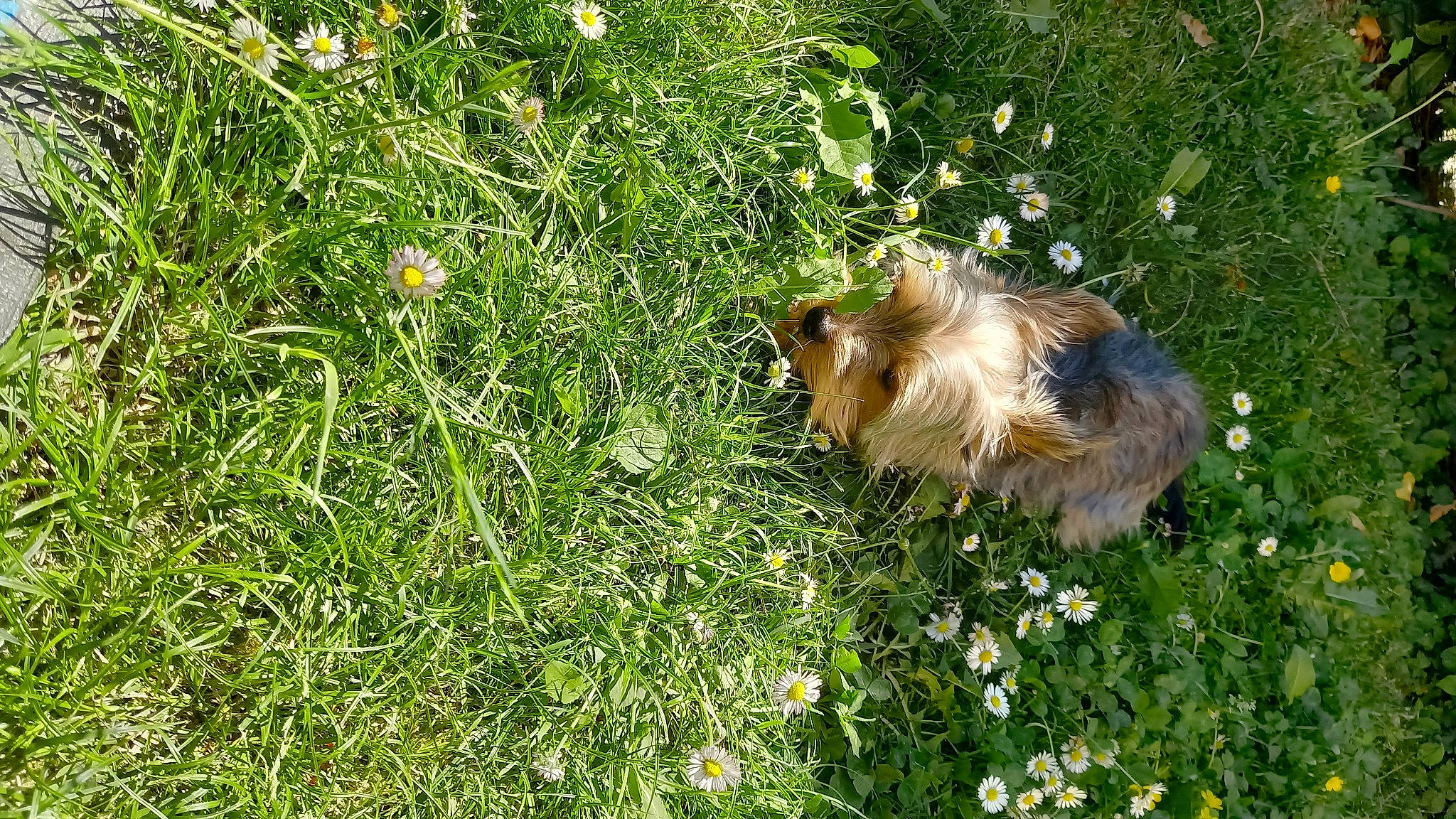 Spirit participe au concours pour gagner de l'argent avec cette photo : daisy_family, dandelion, fawn, flower, flowering_plant, grass, grass_family, grassland, groundcover, herbaceous_plant, lawn, meadow, pasture, people_in_nature, plant, prairie, shrub, tail, terrestrial_animal, wildlife