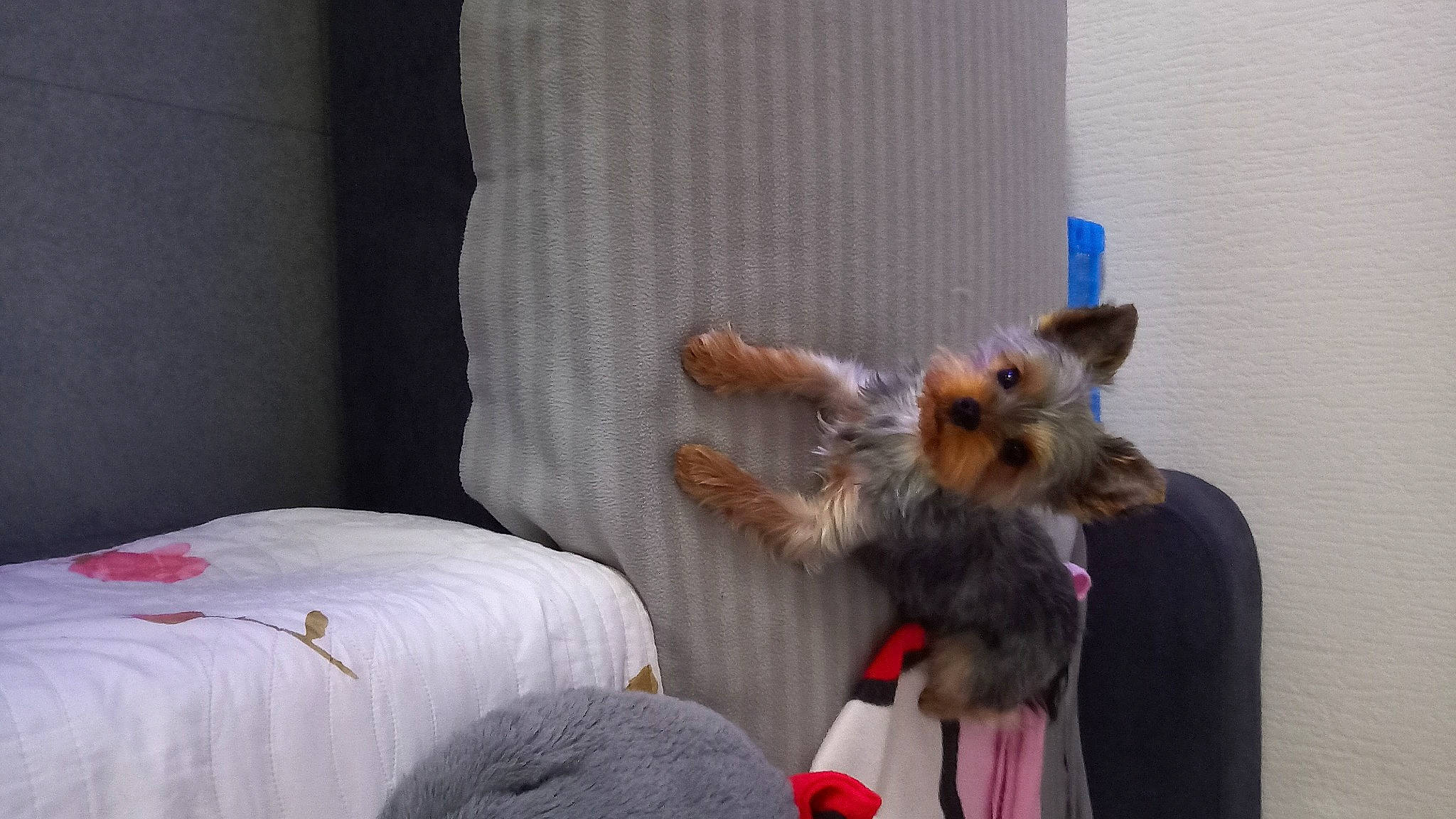 Spirit a rejoint le concours — aidez-le/la à gagner de superbes lots ! carnivore, comfort, companion_dog, couch, dog, dog_breed, fawn, felidae, fur, german_spitz, pomeranian, small_to_medium_sized_cats, snout, spitz, sporting_group, stuffed_toy, tail, textile, toy_dog, whiskers