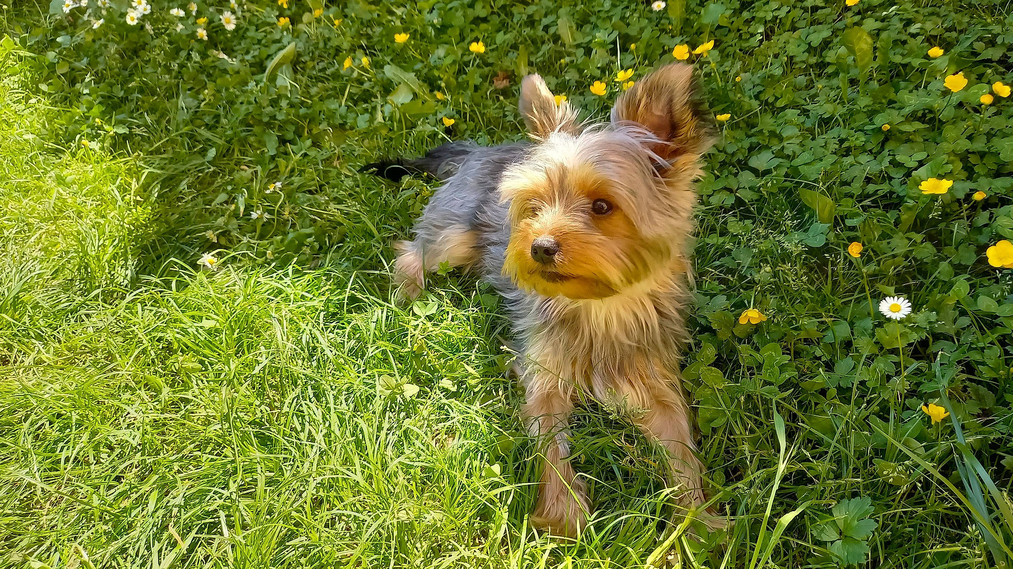 Spirit a rejoint le concours — aidez-le/la à gagner de superbes lots ! australian_terrier, biewer_terrier, canidae, carnivore, companion_dog, dog, dog_breed, fawn, flower, grass, groundcover, plant, small_terrier, snout, sporting_group, terrier, toy_dog, water_dog, yorkipoo, yorkshire_terrier