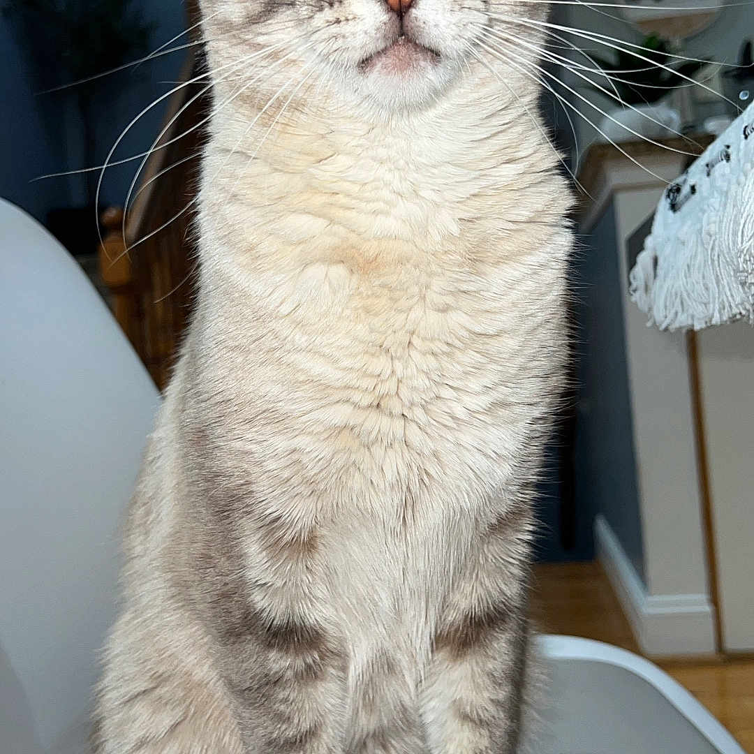 Yuki is registered to the contest to win money with this photo: cat, indoor, chair, pet, feline, fur, whiskers, eyes, portrait, home, wood_floor, modern, seated, animal, domestic, cute, looking_at_camera, mammal, closeup, calm