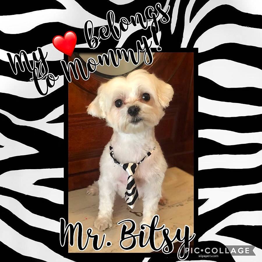 Bitsy joined the competition — help win amazing prizes! canidae, carnivore, collar, companion_dog, dog, dog_breed, dog_supply, font, fur, mammal, pet_supply, photo_caption, puppy_love, rectangle, sleeve, snout, sporting_group, toy_dog, white, working_animal