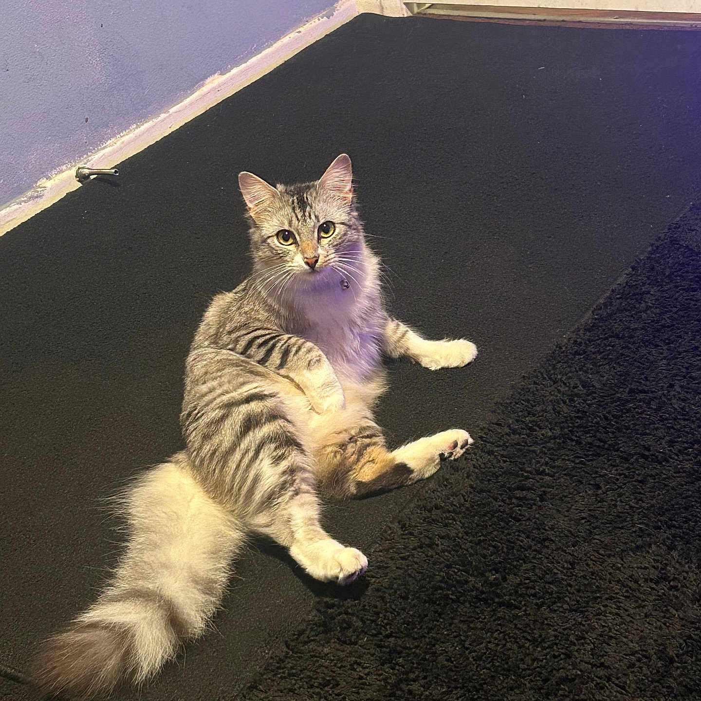 Zici joined the competition — help win amazing prizes! abyssinian, accessories, angora, animal, cat, door, hardwood, homedecor, indoors, kitten, lighting, manx, mat, pet, purple, road, rug, slate, strap, tarmac