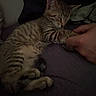 animal, bed, cat, comfort, cozy, cute, dark, feline, hand, indoor, kitten, paw, pet, relaxation, resting, sleep, sleeping, striped, tabby, touch