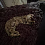 Balou a rejoint le concours — aidez-le/la à gagner de superbes lots ! bed, blanket, cat, cozy, curtain, dark, domestic_animal, feline, fur, indoor, kitten, pet, quiet, radiator, relaxation, resting, sleeping, striped, tabby, window