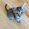 kitten, cat, tabby, blue_eyes, floor, wooden_floor, pet, animal, cute, small, young, fur, whiskers, ears, tail, looking_up, indoor, domestic, adorable, curious