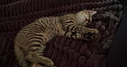 Balou a rejoint le concours — aidez-le/la à gagner de superbes lots ! animal, bed, blanket, cat, cozy, curtains, cute, dark, furniture, home, indoor, kitten, pet, radiator, relaxing, resting, sleeping, soft, striped, tabby