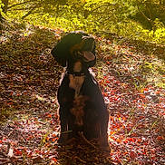 Frankie is registered to the contest to win money with this photo: dog, outdoor, forest, sunlight, leaves, nature, animal, happy, tongue_out, sitting, greenery, daylight, canine, pet, fall, tree, grass, sunshine, summer, wildlife