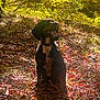 dog, outdoor, forest, sunlight, leaves, nature, animal, happy, tongue_out, sitting, greenery, daylight, canine, pet, fall, tree, grass, sunshine, summer, wildlife