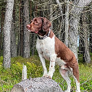Murphy joined the competition — help win amazing prizes! dog, forest, tree_trunk, brown_and_white, outdoor, nature, animal, canine, standing, alert, grass, trees, ferns, collar, wildlife, daylight, woodland, mammal, pet, scenic