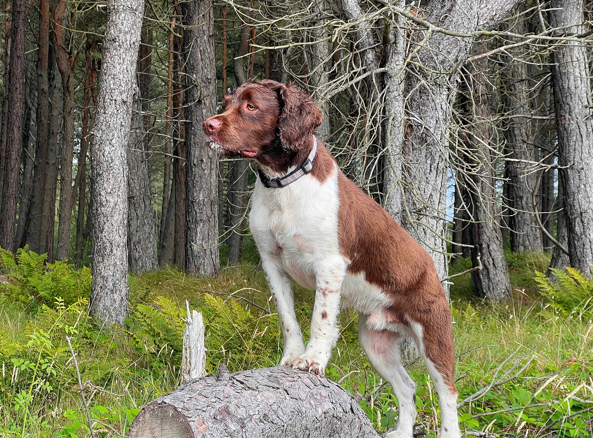 Murphy