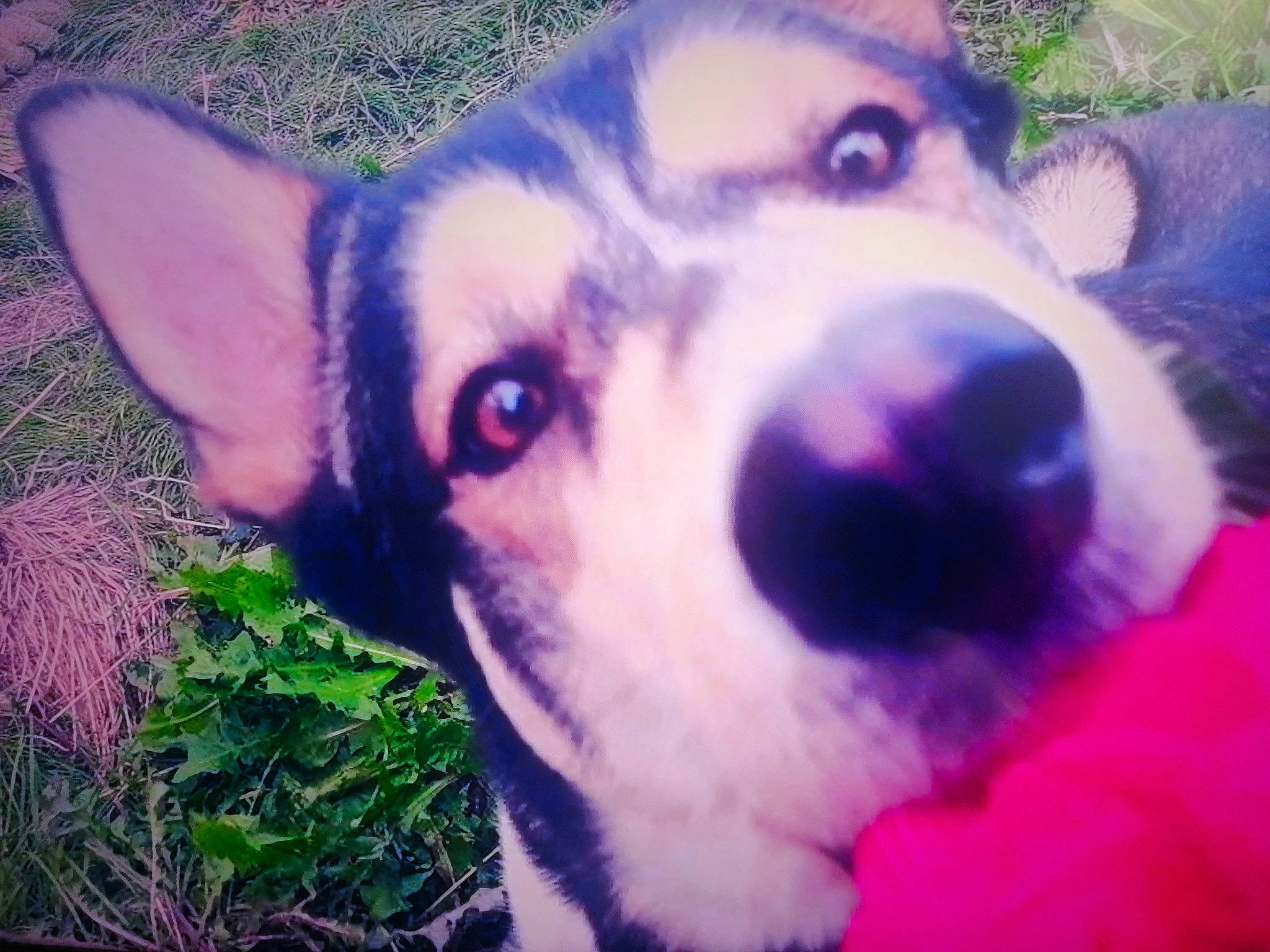 Horus participe au concours pour gagner de l'argent avec cette photo : alaskan_malamute, canidae, carnivore, companion_dog, dog, dog_breed, eye, head, jaw, labrador_husky, mammal, nose, organ, puppy, seppala_siberian_sleddog, siberian_husky, sky, sled_dog, snout, sporting_group