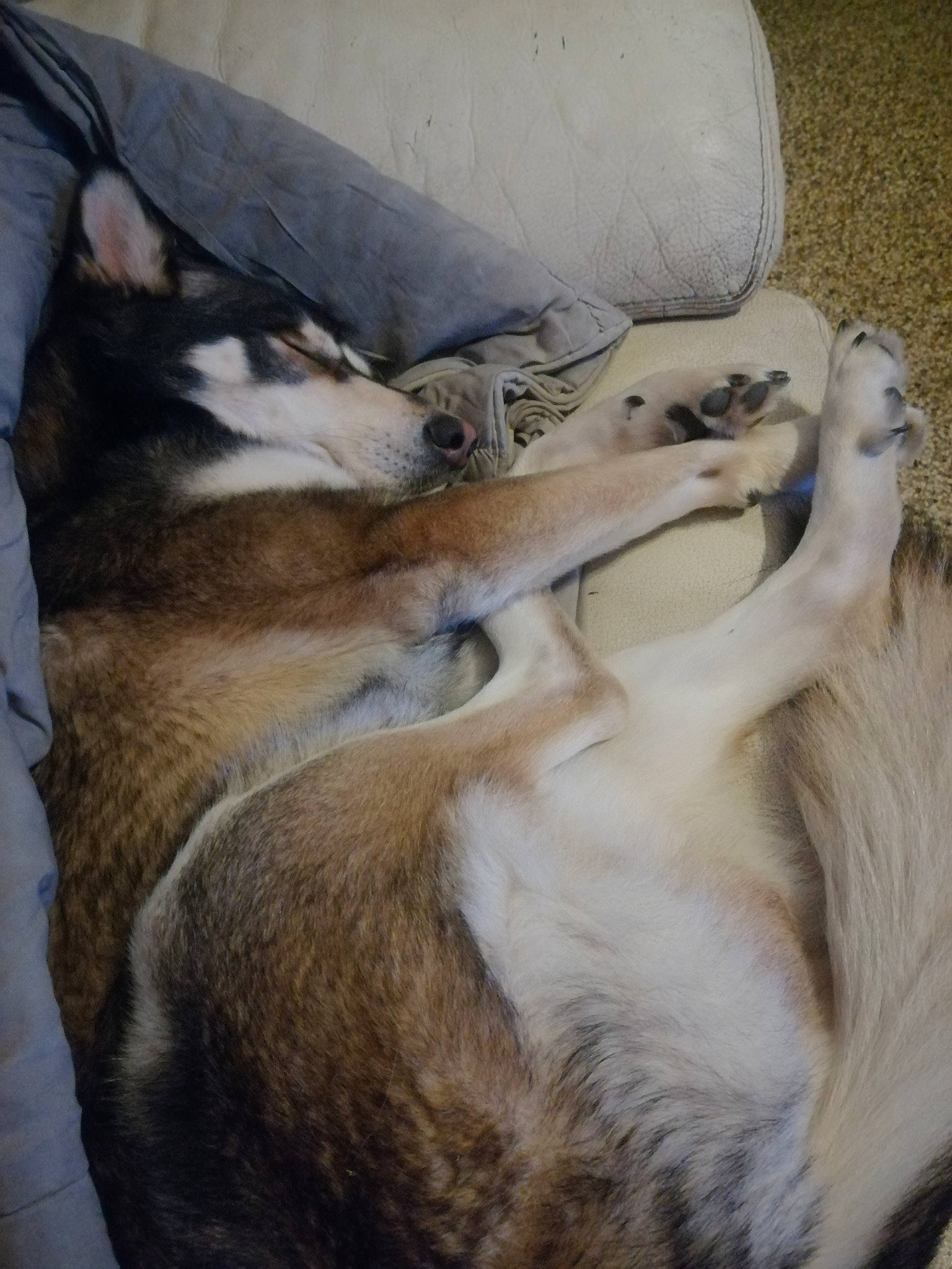 Horus participe au concours pour gagner de l'argent avec cette photo : canidae, carnivore, companion_dog, dog, dog_breed, fawn, mammal, siberian_husky, snout, sporting_group, wolfdog