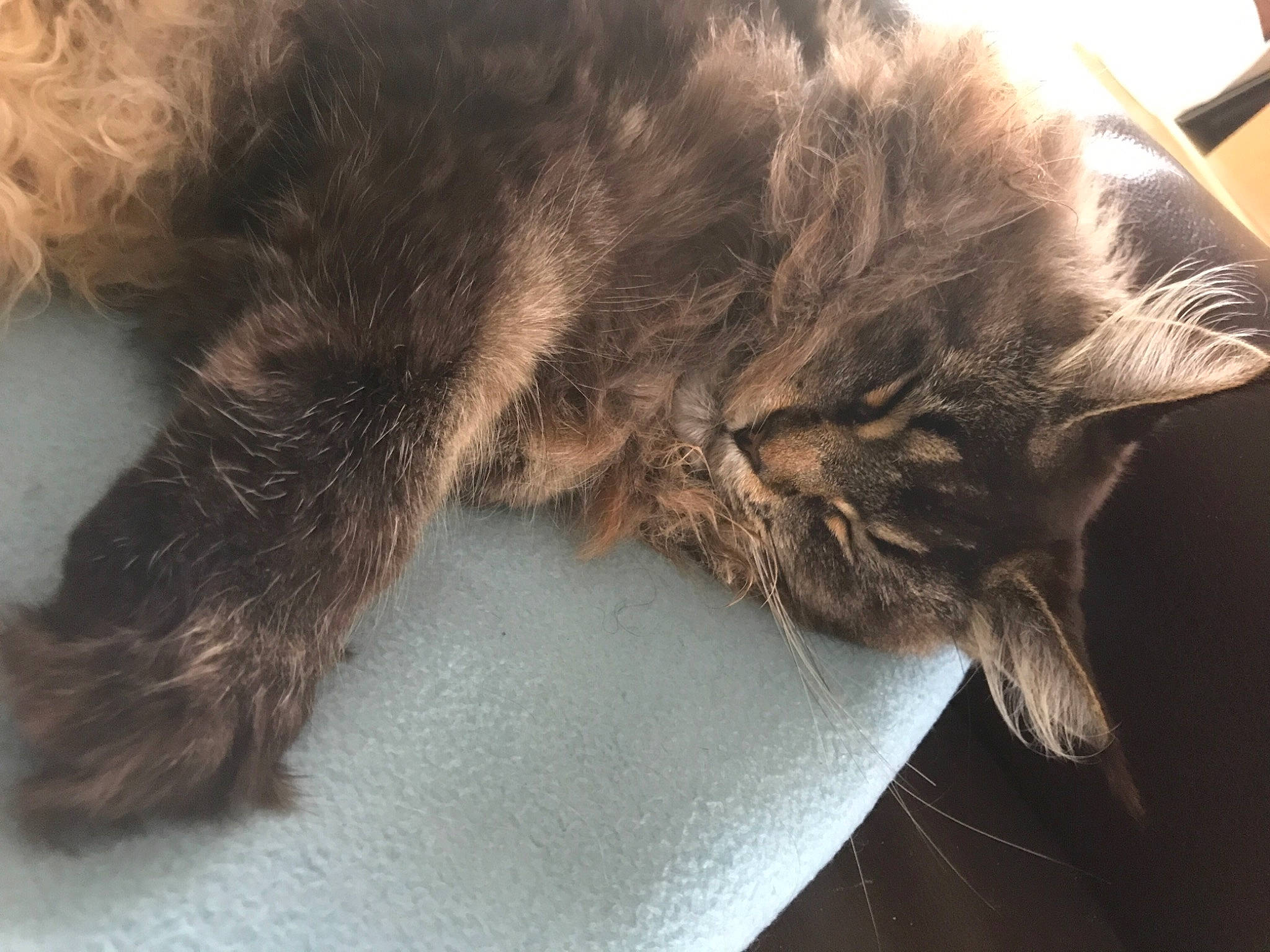 Quality a rejoint le concours — aidez-le/la à gagner de superbes lots ! carnivore, cat, claw, comfort, domestic_short_haired_cat, ear, felidae, fur, liver, nap, paw, sleep, small_to_medium_sized_cats, snout, tail, terrestrial_animal, whiskers