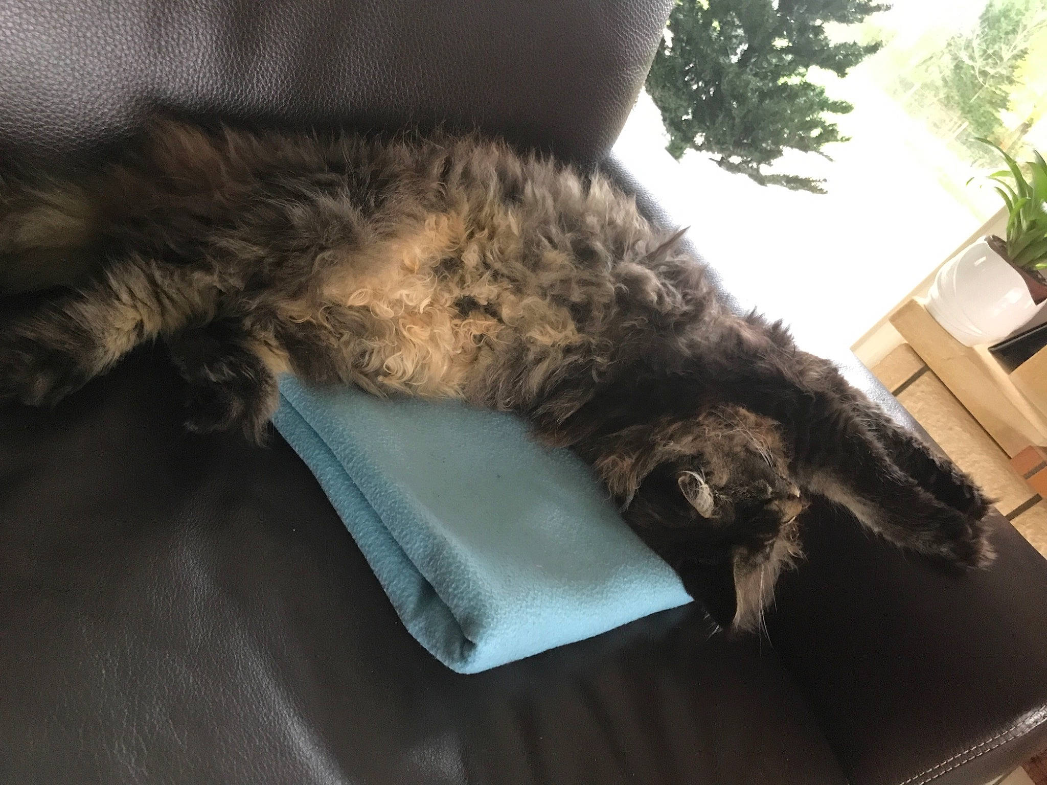 Quality a rejoint le concours — aidez-le/la à gagner de superbes lots ! bed, carnivore, cat, chair, comfort, companion_dog, couch, dog_breed, felidae, fur, fur_clothing, grey, houseplant, linens, mammal, plant, small_to_medium_sized_cats, tail, textile, whiskers