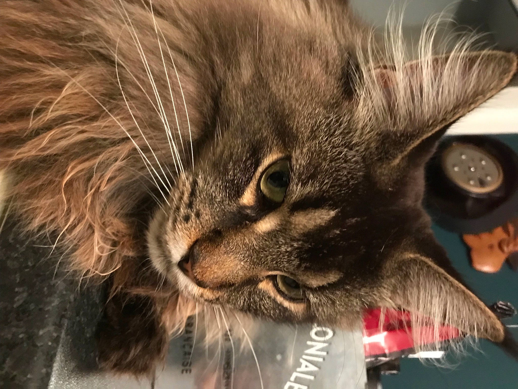 Quality a rejoint le concours — aidez-le/la à gagner de superbes lots ! carnivore, cat, claw, clock, domestic_short_haired_cat, felidae, fur, paw, photo_caption, plant, small_to_medium_sized_cats, snout, terrestrial_animal, whiskers, wildlife, window