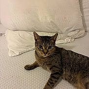 Charlotte is registered to the contest to win money with this photo: cat, tabby_cat, pet, bed, pillow, mattress, white_bedding, indoor, portrait, fur, whiskers, large_eyes, relaxed, lying_down, striped, cute, looking_at_camera, domestic_animal, home, sleepy