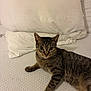 cat, tabby_cat, pet, bed, pillow, mattress, white_bedding, indoor, portrait, fur, whiskers, large_eyes, relaxed, lying_down, striped, cute, looking_at_camera, domestic_animal, home, sleepy