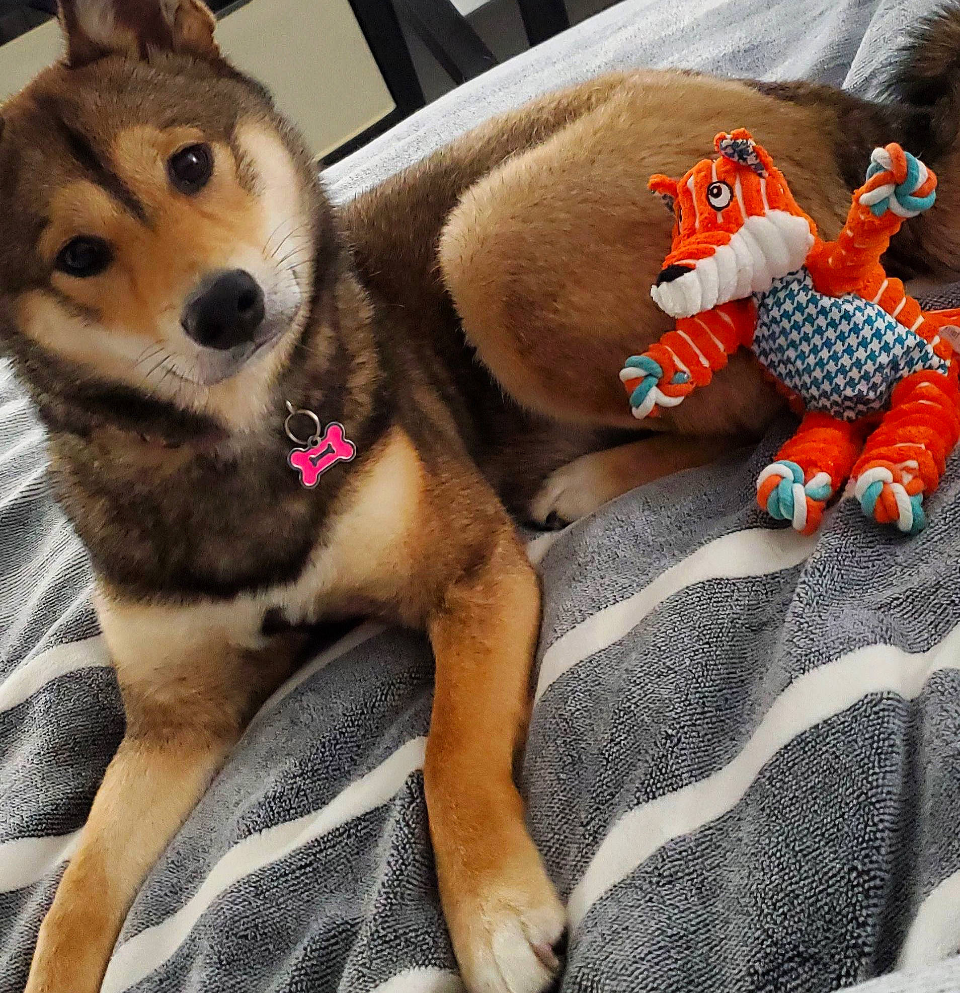 Zelda is registered to the contest to win money with this photo: baby_products, baby_toys, canidae, carnivore, dog, dog_breed, dog_supply, fawn, fur, linens, orange, plush, shiba_inu, sled_dog, snout, sporting_group, stuffed_toy, toy, whiskers, working_animal