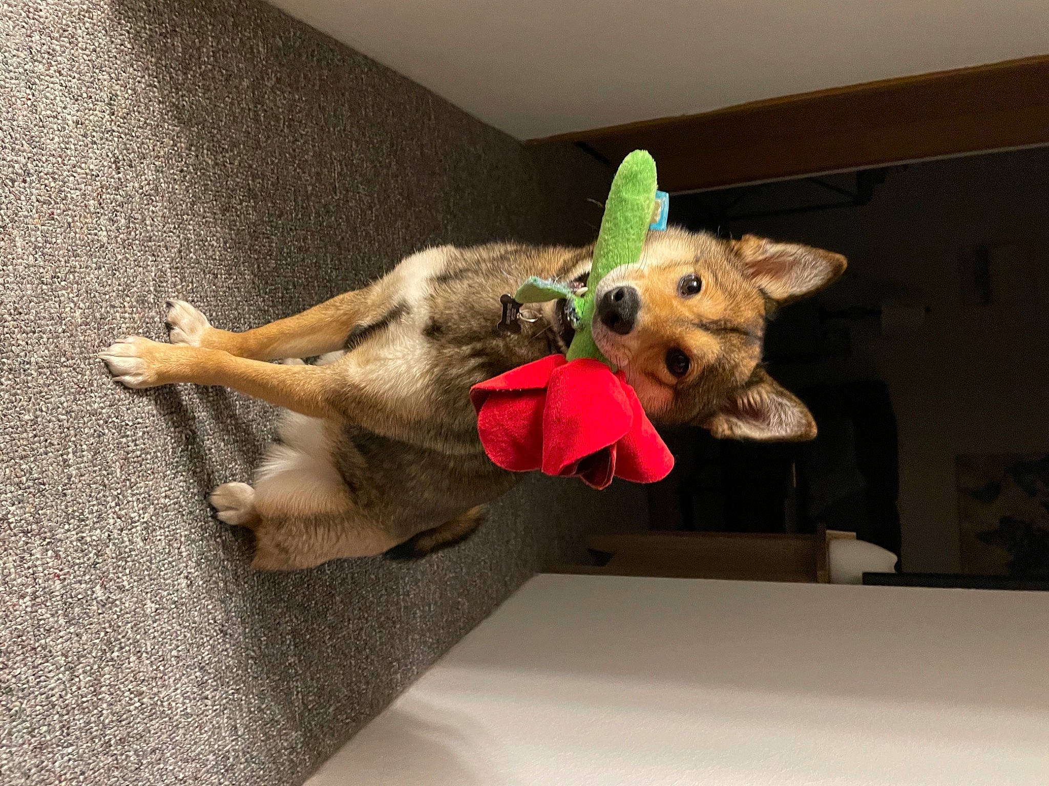 Zelda joined the competition — help win amazing prizes! canidae, carnivore, companion_dog, dog, dog_breed, fawn, fur, plush, sporting_group, stuffed_toy, toy, vertebrate