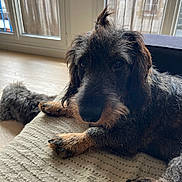 Vinnie participe au concours pour gagner de l'argent avec cette photo : dog, wire_haired, pet, indoor, window, natural_light, furniture, resting, curious, sleeping, floor, beige, texture, canine, companion, fur, paw, portrait, animal, cozy