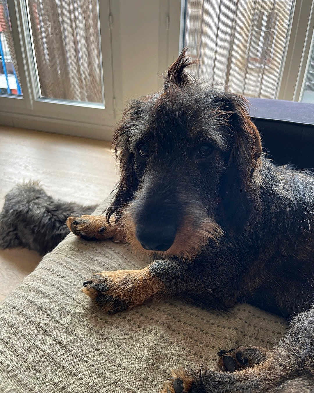Vinnie participe au concours pour gagner de l'argent avec cette photo : dog, wire_haired, pet, indoor, window, natural_light, furniture, resting, curious, sleeping, floor, beige, texture, canine, companion, fur, paw, portrait, animal, cozy