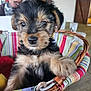 Athy a rejoint le concours — aidez-le/la à gagner de superbes lots ! puppy, dog, basket, striped, colorful, furry, cute, pet, indoor, blurred_background, hand, curious, animal, young, small, fluffy, face, eyes, table, cozy