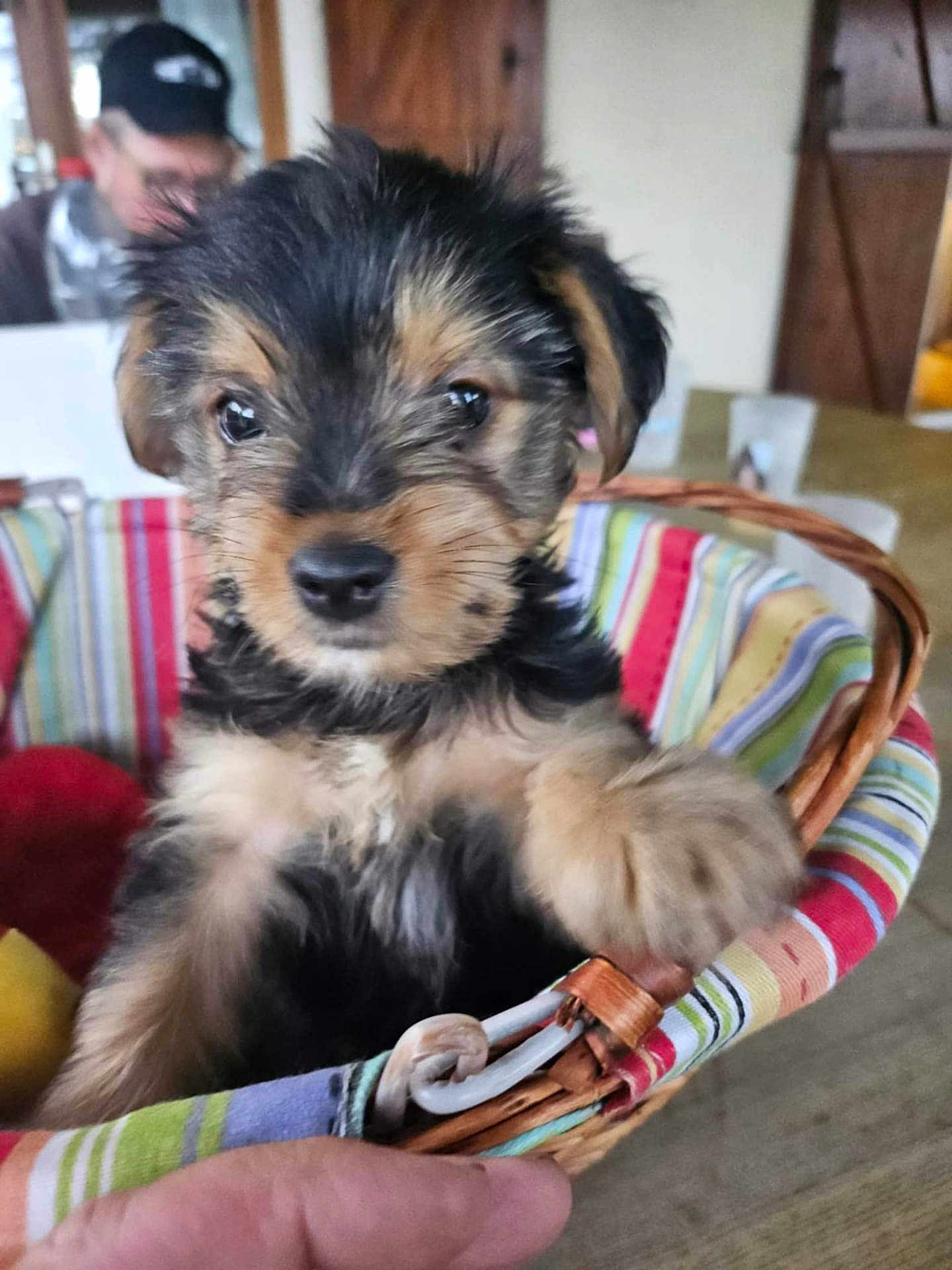 Athy a rejoint le concours — aidez-le/la à gagner de superbes lots ! puppy, dog, basket, striped, colorful, furry, cute, pet, indoor, blurred_background, hand, curious, animal, young, small, fluffy, face, eyes, table, cozy