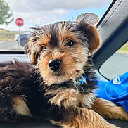 Athy a rejoint le concours — aidez-le/la à gagner de superbes lots ! puppy, dog, animal, pet, fur, cute, indoor, car, window, sky, clouds, stop_sign, young, mammal, collar, portrait, closeup, fluffy, resting, brown