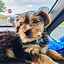 puppy, dog, animal, pet, fur, cute, indoor, car, window, sky, clouds, stop_sign, young, mammal, collar, portrait, closeup, fluffy, resting, brown