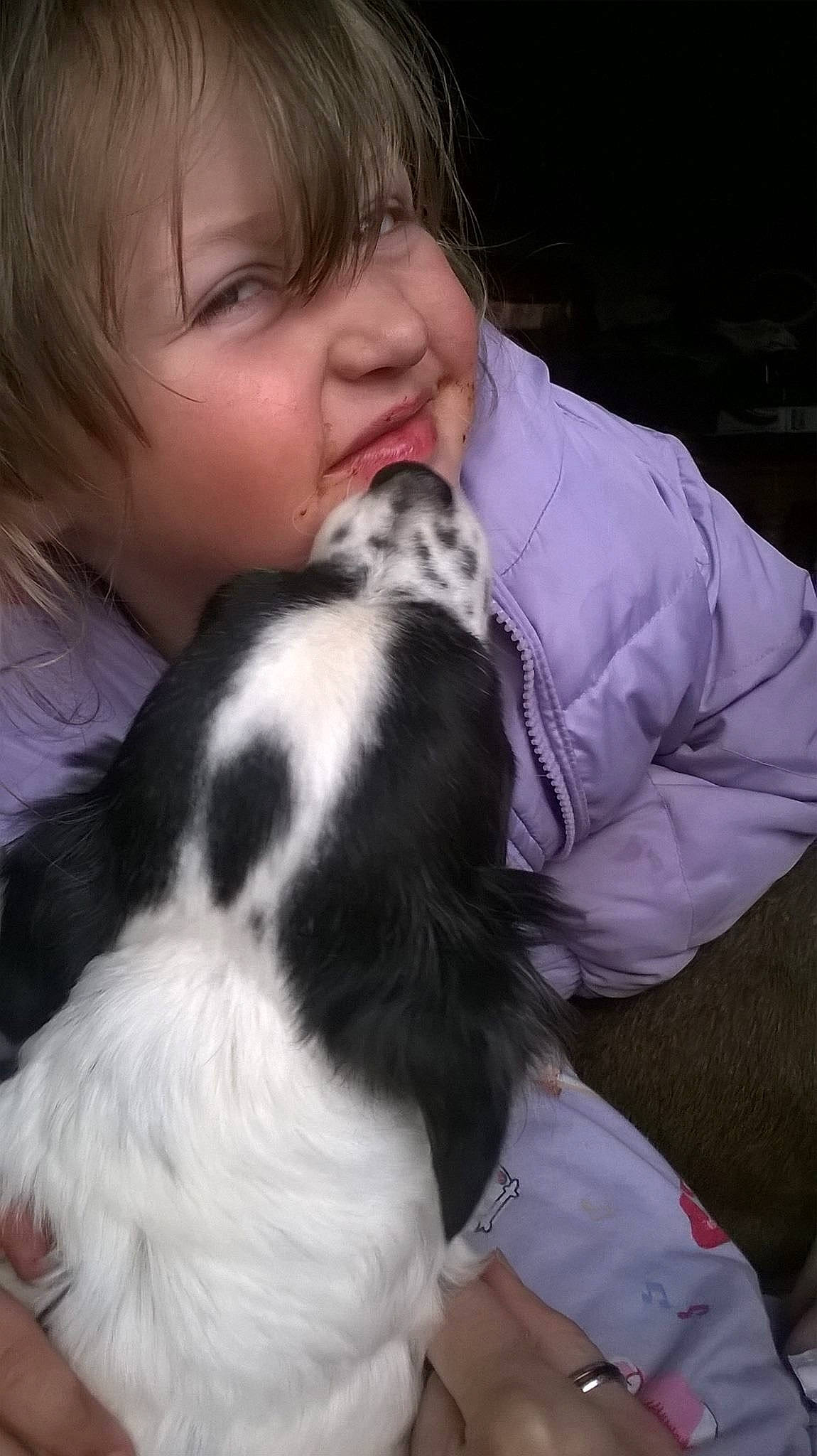 Gizzmo joined the competition — help win amazing prizes! canidae, carnivore, cavalier_king_charles_spaniel, child, companion_dog, dog, dog_breed, ear, english_springer_spaniel, fur, japanese_chin, king_charles_spaniel, mammal, nose, person, phalene, puppy, puppy_love, sporting_group, toy_dog